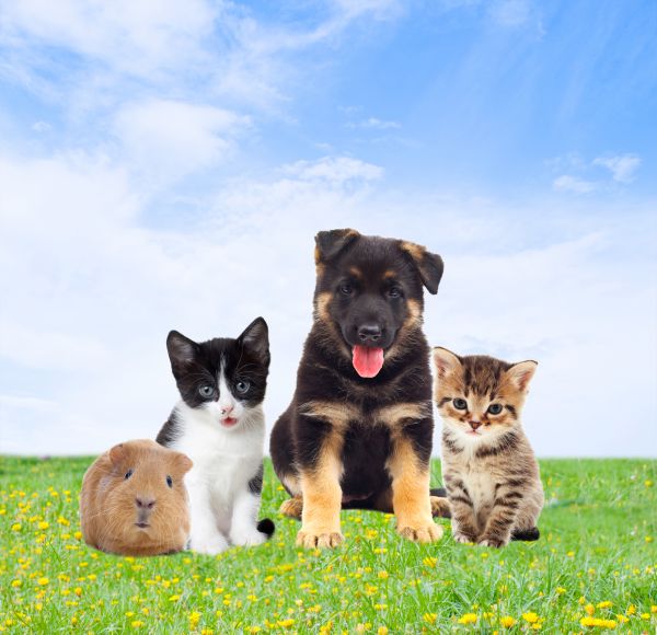 Leesburg Pets
