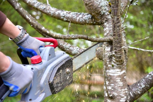 Leesburg Tree Trimming